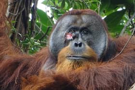 Rakus, a wild male Sumatran orangutan, suffered the nasty face injury three days prior (Photo: Armas/Suaq Project/PA Wire)