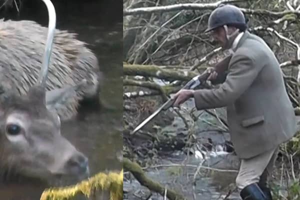 In the footage, a person shoots what appears to be a young stag as it lies in a stream (Photo: Hunt Saboteurs Association/SWNS)