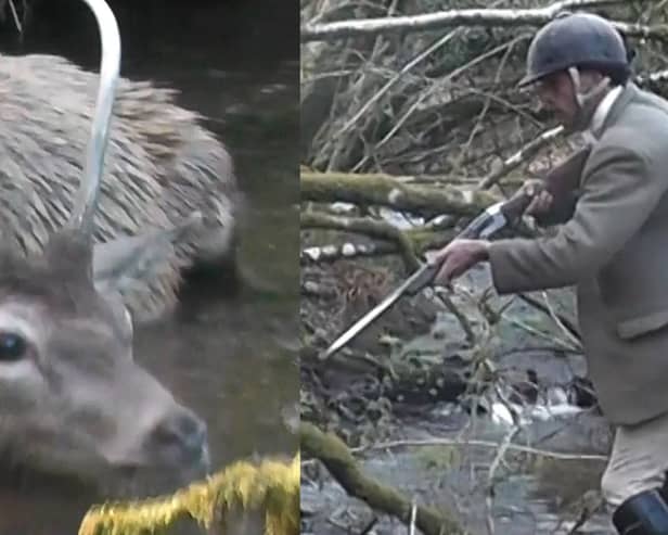 In the footage, a person shoots what appears to be a young stag as it lies in a stream (Photo: Hunt Saboteurs Association/SWNS)
