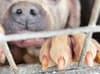 XL Bullies: 22 dogs seized and six have to be put down as police raid illegal breeding site