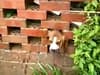 Video shows Beagle puppy dog stuck in brick sized hole in wall rescued by firefighters