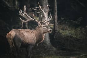 A police investigation has been launched after a deer was found beheaded in the Scottish Highlands