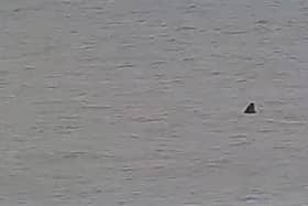 A ‘Great White’ shark has been spotted on West Sussex beach, leaving the locals scared. Picture: Emily and Dan Rushton/Kennedy News