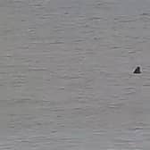 A ‘Great White’ shark has been spotted on West Sussex beach, leaving the locals scared. Picture: Emily and Dan Rushton/Kennedy News