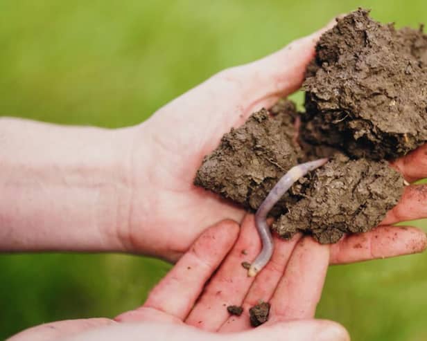 Earthworms are a gardener's best friend, but they're in trouble (Photo: Soil Association/Supplied)