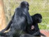 Rare baby spider monkey makes first appearance at zoo in adorable video footage