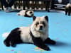 Taizhou Zoo: Fury after zoo in China accused of dyeing chow chow dogs black and white to look like pandas