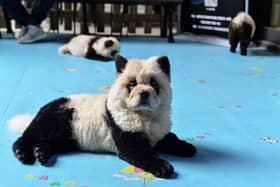 A dog dyed black and white to mimic a panda cub is pictured at Cute Pet Games cafe in Chengdu in China's southwestern Sichuan province on October 23, 2019. (Photo by STR/AFP via Getty Images)