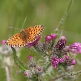 The small pearl-bordered fritillary butterfly was once widespread (Photo: Stephen Lewis/PA Wire)