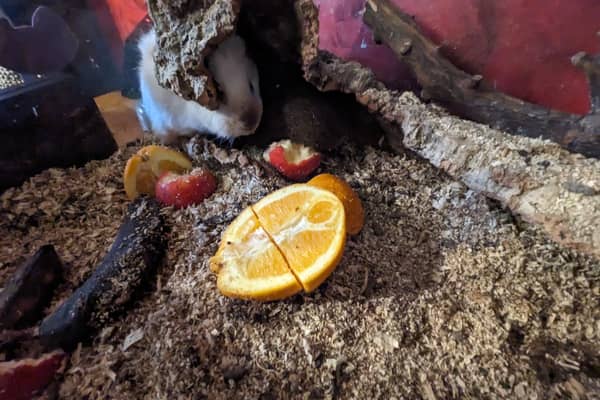 The vivarium was hot and smelled like rotting fruit, an RSPCA officer said (Photo: RSPCA/Supplied)
