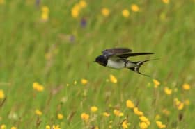 A swallow swooping over species-rich grassland at the Slievenacloy Nature Reserve (Photo: Ulster Wildlife/PA Wire)