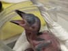 Guam kingfishers: London zookeeper helps hatch 'extinct in the wild' bird egg - ahead of hopeful release