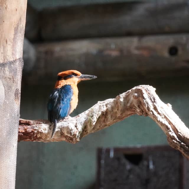 The Guam kingfisher's adult plumage is cinnamon and blue in colour (Photo: ZSL/Supplied)
