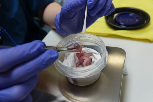 The new chick is currently being fed a nutritious diet of mice and insects (Photo: ZSL/Supplied)