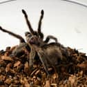 Mr Prendini is the curator of the American Museum of Natural History's spider, scorpion, and centipede collections (Photo:  DON EMMERT/AFP via Getty Images)
