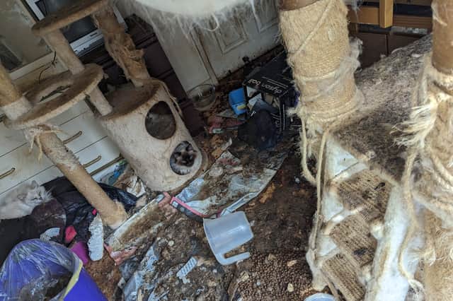The cats had no clean surfaces to lie on in one room (Photo: RSPCA/Supplied)