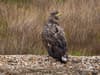 White-tailed eagles: Real diet of 'once extinct' birds of prey revealed - and it's not farmer's lambs
