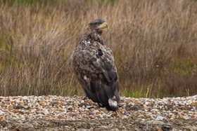 White-tailed eagles were only reintroduced to the Isle of Wight in 2019 (Photo: Forestry England/PA Wire)