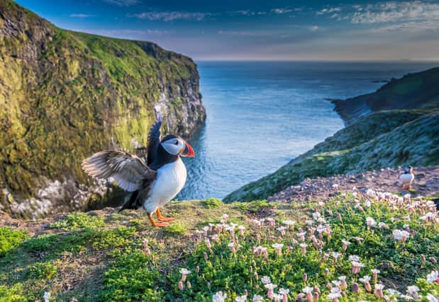 Puffins on Wales' Skomer Island make for a majestic sight (Photo: Wildlife Trusts/PA Wire)
