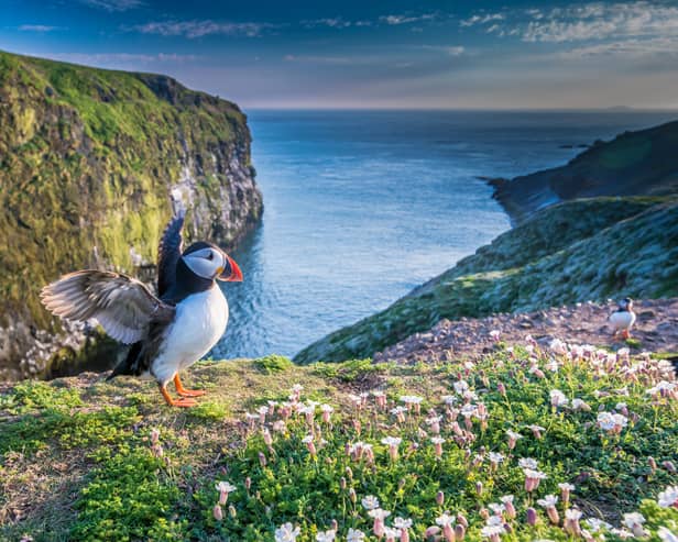 Puffins on Wales' Skomer Island make for a majestic sight (Photo: Wildlife Trusts/PA Wire)