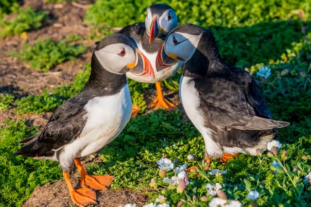 Puffins can easily be found in scenic surrounds on Wales' Skomer Island (Photo: Wildlife Trusts/PA Wire)