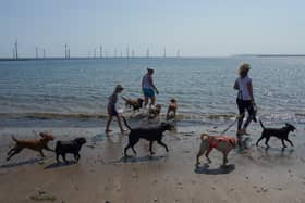 Dogs are now banned from popular beaches in Cornwall until September with pet owners facing £100 fine if they break official advice. (Photo: Getty Images)
