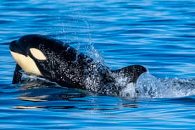 Authorities in Spain have issued a warning to small vessels, urging them to stick close to the coast around Spain and the Strait of Gibraltar in light of another Killer Whale attack
