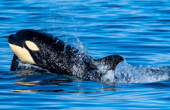Authorities in Spain have issued a warning to small vessels, urging them to stick close to the coast around Spain and the Strait of Gibraltar in light of another Killer Whale attack