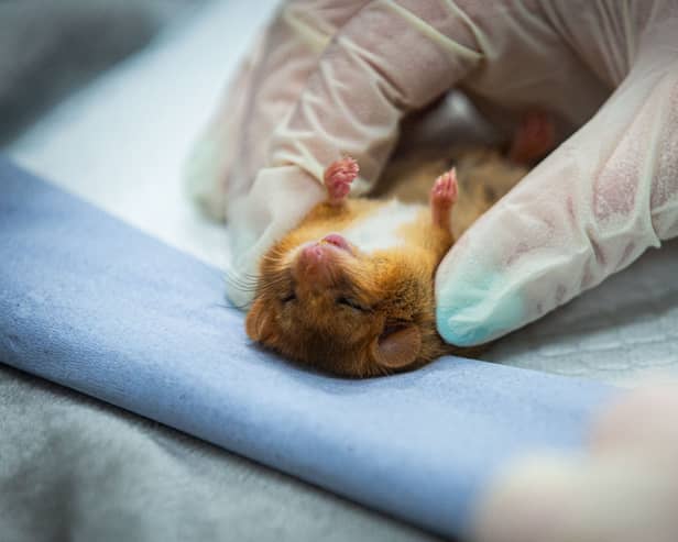 The ten rare dormice have been the 'all clear' to be released to the wild next month (Photo: ZSL/Supplied)