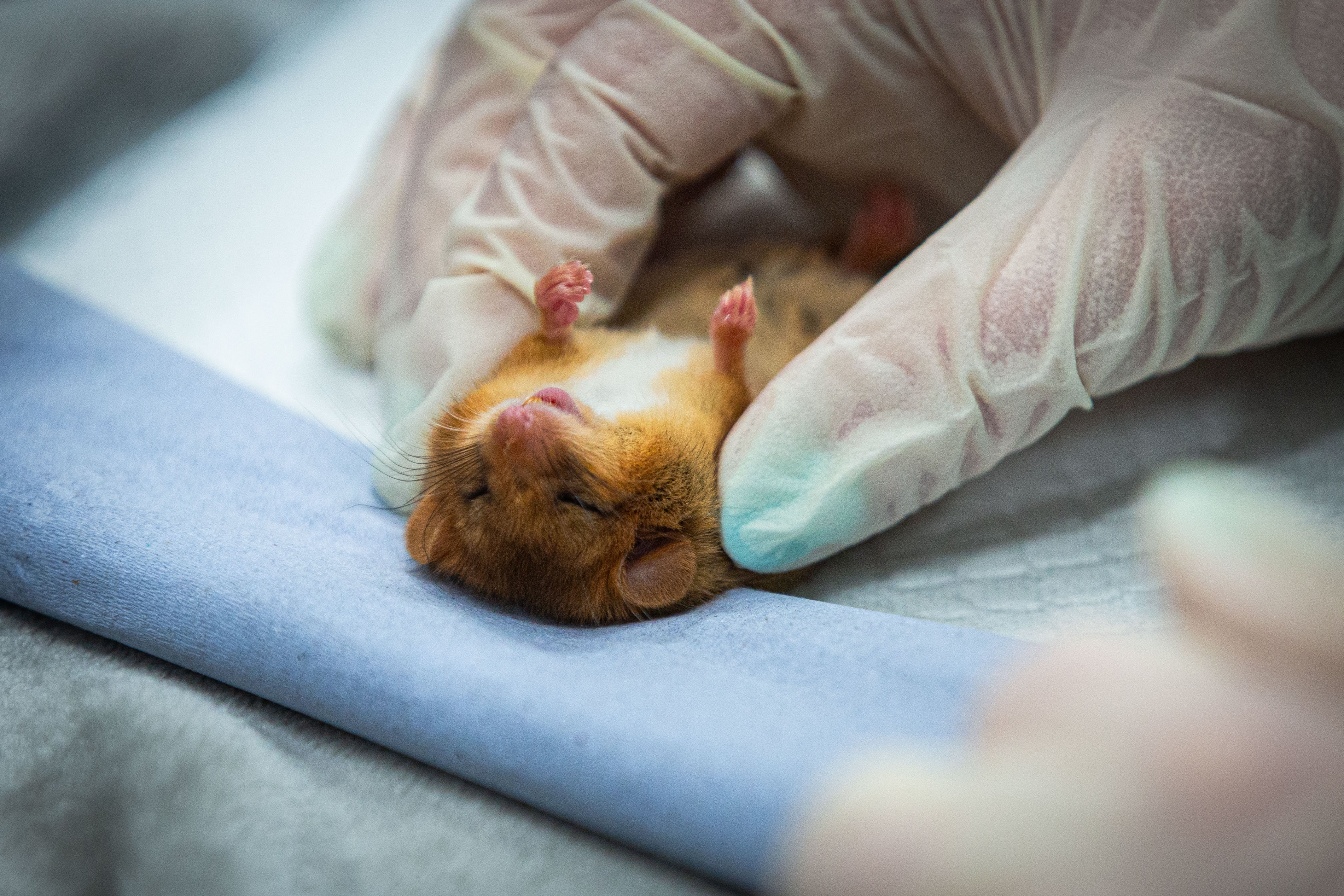 Ten tiny dormice get the 'all clear' from vets ahead of wild release
