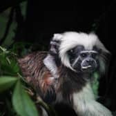 A cotton-top tamarin on its parent's back. Marwell Zoo in Hampshire has announced  the baby’s birth to mark Endangered Species Day today, May 17 Picture: Marwell Zoo/PA Wire 
