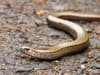 Slow worm or snake? Legless lizards are popping up in UK gardens this month - here's why that's a good thing