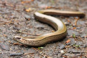 Despite their snakelike appearance, slow worms are actually lizards (Photo: Adobe Stock)