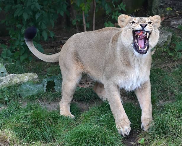A lioness catches meat thrown to her as she is fed by a keeper at London Zoo in 2016 (Photo: Carl Court/Getty Images)