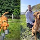 Woody, nicknamed 'the Unit', is a two-year-old fox red Labrador (Photos: LIFE Raft Project/Supplied)