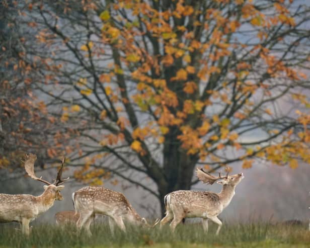 Bradgate Park in Leicestershire sees red and fallow deer grazing alongside 800-year-old oaks year round (Photo: Jacob King/PA Wire)