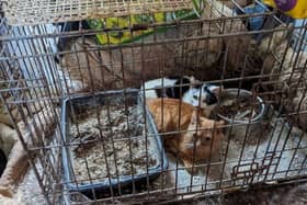 Many of the 13 animals were found living in cages surrounded by waste (Photo: RSPCA/Express & Star)