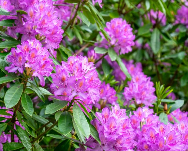 Rhododendrons may be pretty, but they can cause big problems for native woodlands (Photo: Caz Austen/PA Wire)