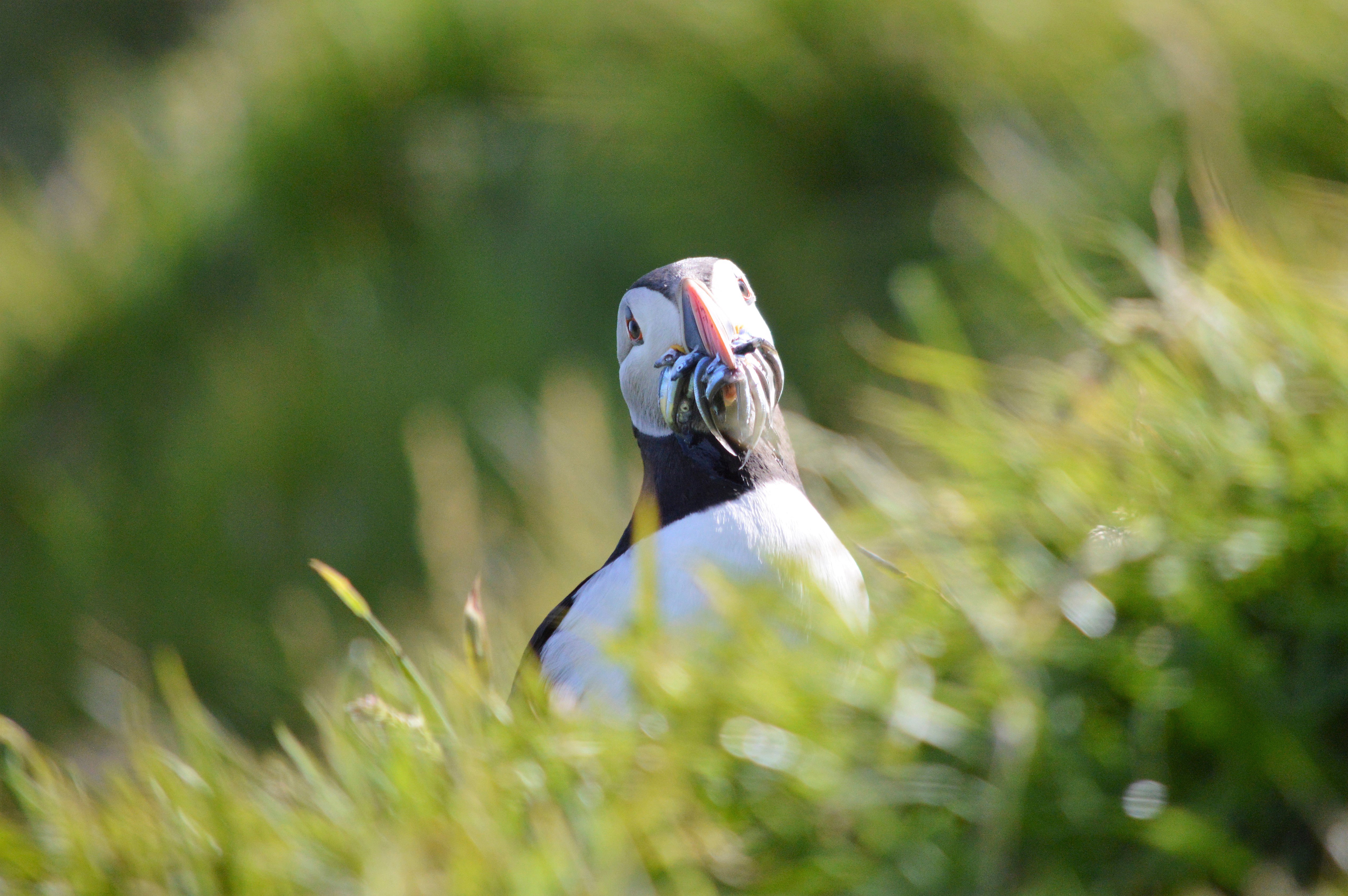 Puffin Rspb What your 'Puffarazzi' holiday snaps helped RSPB learn about puffins