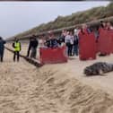 Ghost Bug has now been returned to the sea (Photo: RSPCA/Supplied)