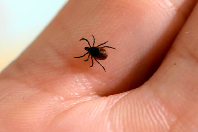 A man has died in a hospital near Madrid, Spain from a rare ‘bleeding eyes’ tick bite. (Photo: AFP via Getty Images)