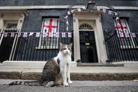 Larry the cat has long been a fixture at the Prime Minister's official office (Photo: HOLLIE ADAMS/AFP via Getty Images)