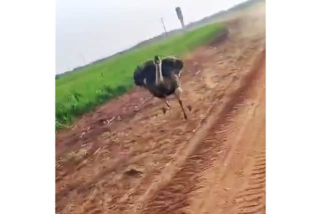 Pillion passenger screams as emu chases motorbike