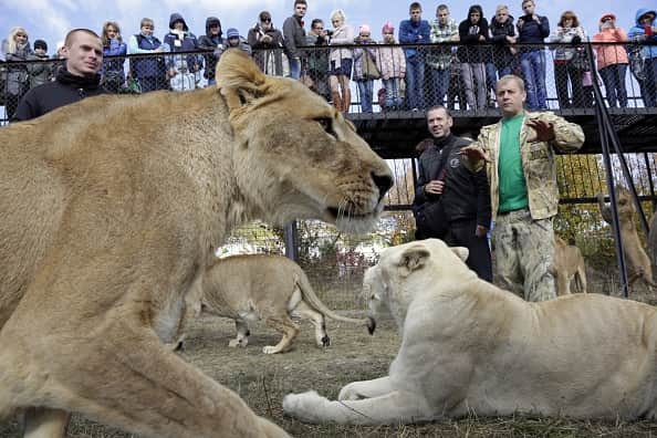 People look at lions in Taigan safari park in the town of Belogorsk on October 30, 2015.