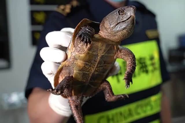 Turtle Officer Dozens of turtles found in 'nervous' passenger's backpack