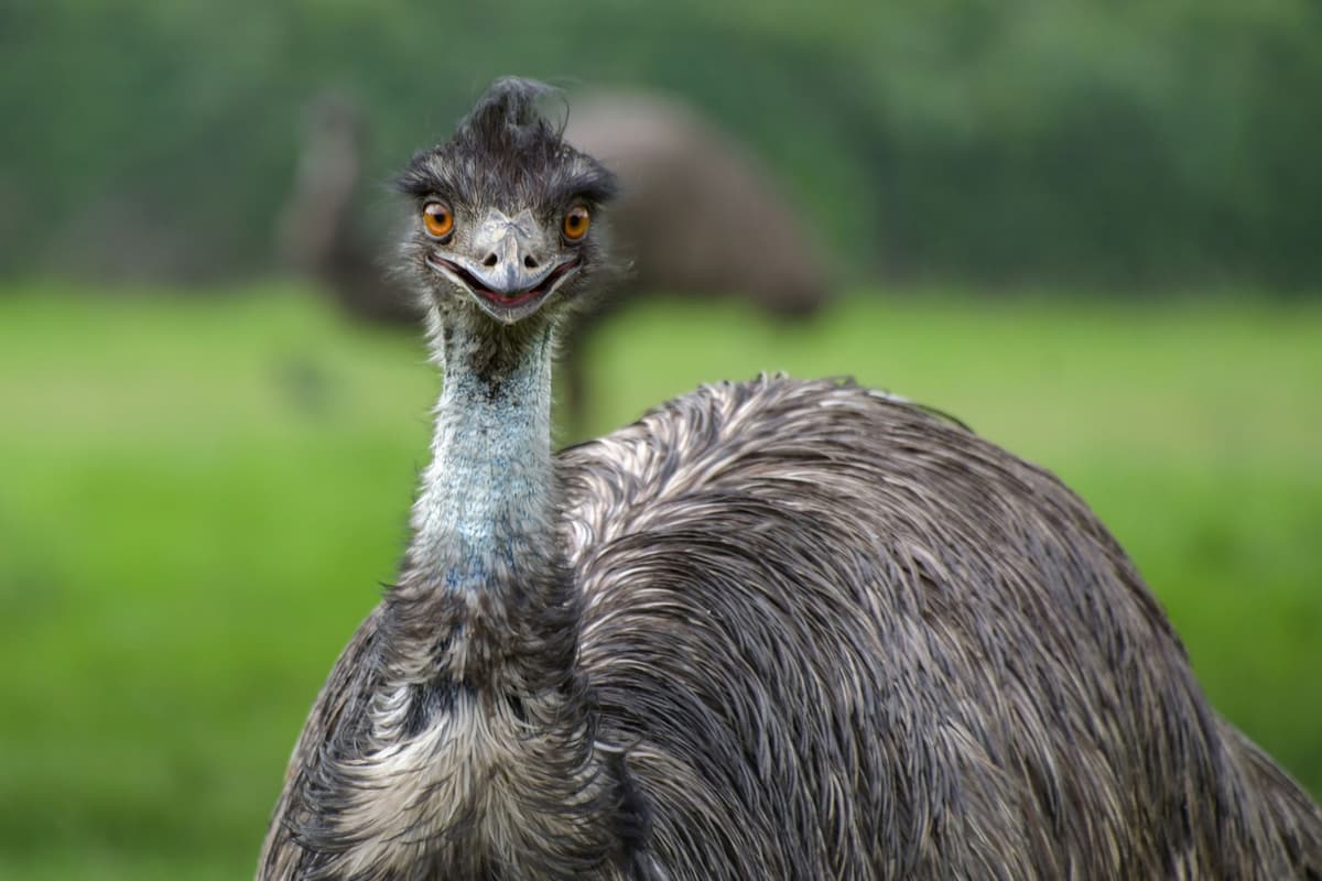 Chasing Emu Police tell 4x4 drivers to stop chasing Lincolnshire emu