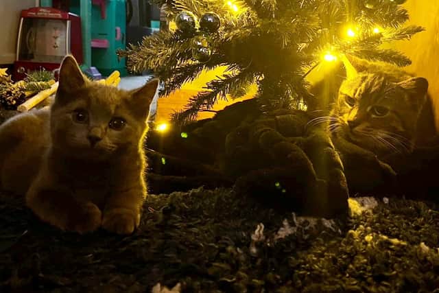 Two of the family's cats were killed in the fire.