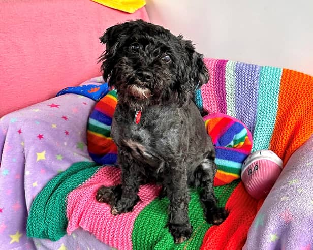 Nobody wants ‘one of a kind’ Woody the Shih Tzu x Poodle 