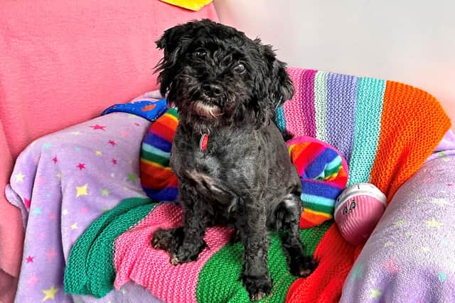 Nobody wants ‘one of a kind’ Woody the Shih Tzu x Poodle