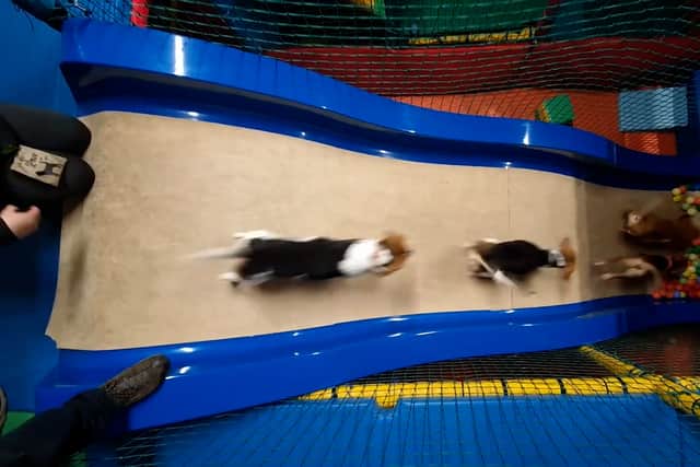 Beagles charge into the ball pit at Soft Paws doggy play centre